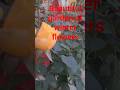 Beautiful garden of winter flowers #song #terracegardenindia #youtubeshorts #winter flowers # siya