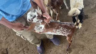 Goat Slaughter House