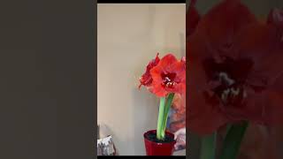 Flowers in Studio |  color accents that match my paintings |#shorts