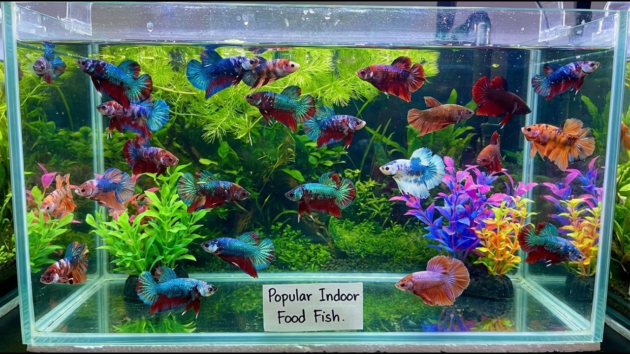 Beyond Betta: Exploring Aquatic Companions That Complement Their Beauty  #BettaFish #aquarium