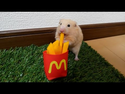 かわいいハムスターの動画 おすすめのビデオ作品 人気のムービー 3 かわいいハムスターの動画 おすすめのビデオ作品 人気のムービー 3