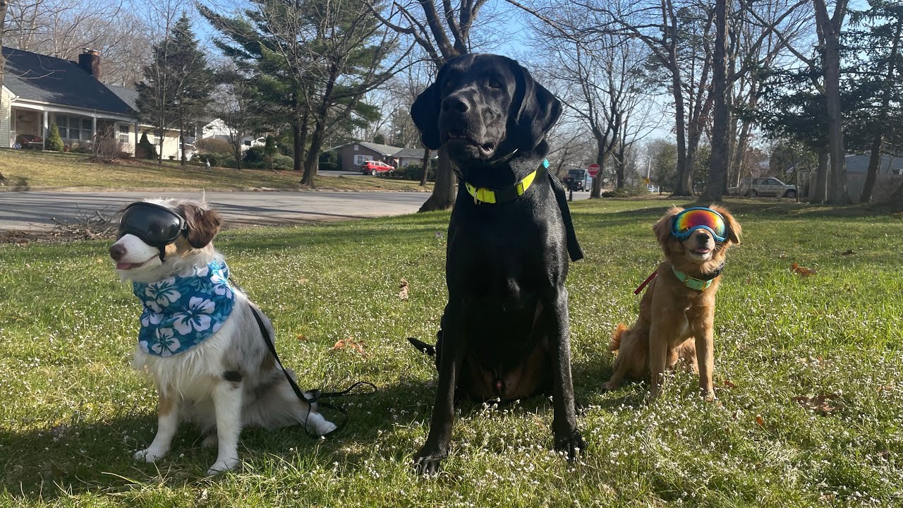 day-with-a-service-dog-meetup-interactions-youtube