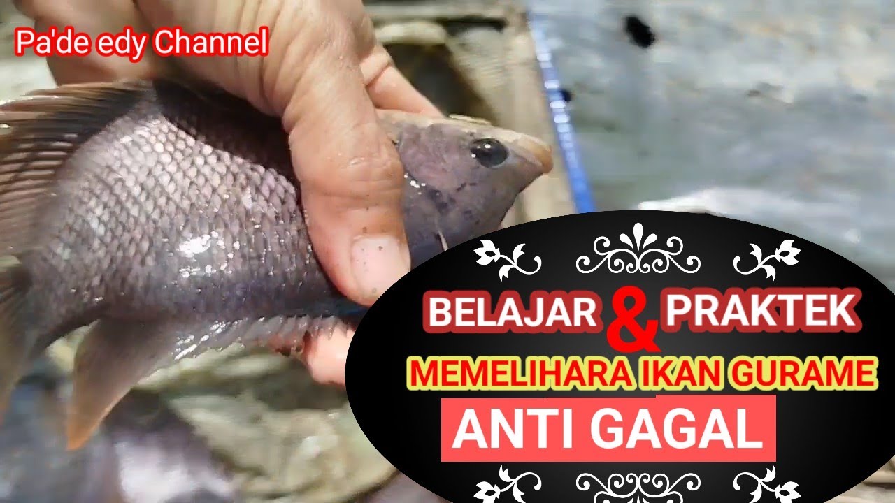Budidaya ikan gurame // Belajar dan praktek memelihara ikan gurame anti gagal