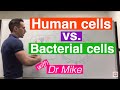 Bacterial Versus Human Cells: Key Differences and Functions