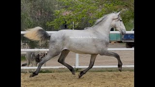 Super talented Spanish Horse / Piro FREE