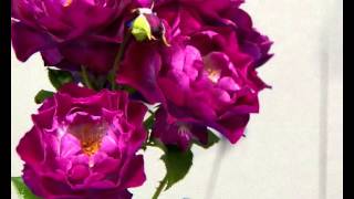 Stock Photos of Flowers + More