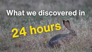 OpenRoad: Discovering Diablo Range Flora and Fauna through Save Mount Diablo's 24-Hour BioBlitz