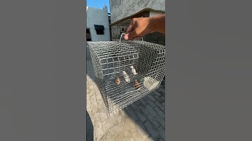 Releasing Birds in our Master Cage | Longtail Finch | Java Finch Free Flight #birds