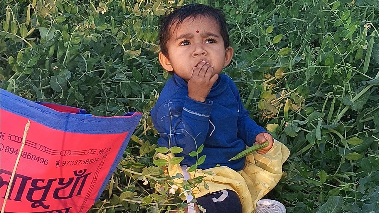 আমি আরাধ্যা আমার নতুন ব্লগ, এক জমি থেকে সবাই মটর শুটি তুলে খুব মজা করলাম 🫛😁@MedinipurerMohit 