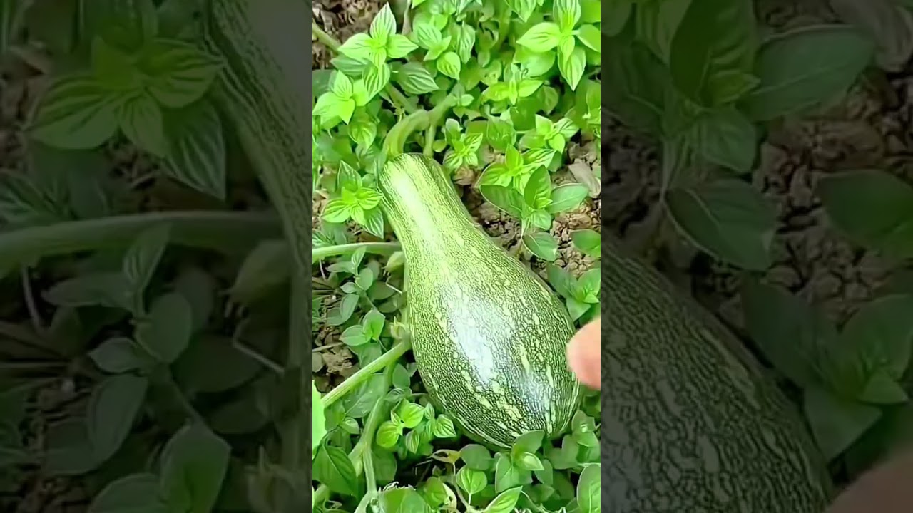 Harvesting Fresh Green Zucchini Hidden Among Vibrant Garden Leaves