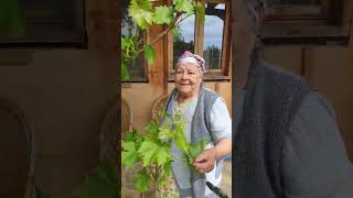 Bu Senenin De Asma Yaprakları Oluyor Maşallah