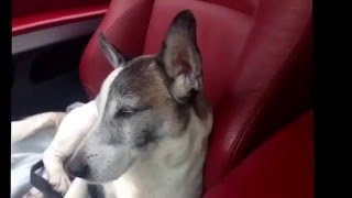 Cukulat 925 - Jack Russell Bmw De Hande Yener Hani Bana Dinliyor