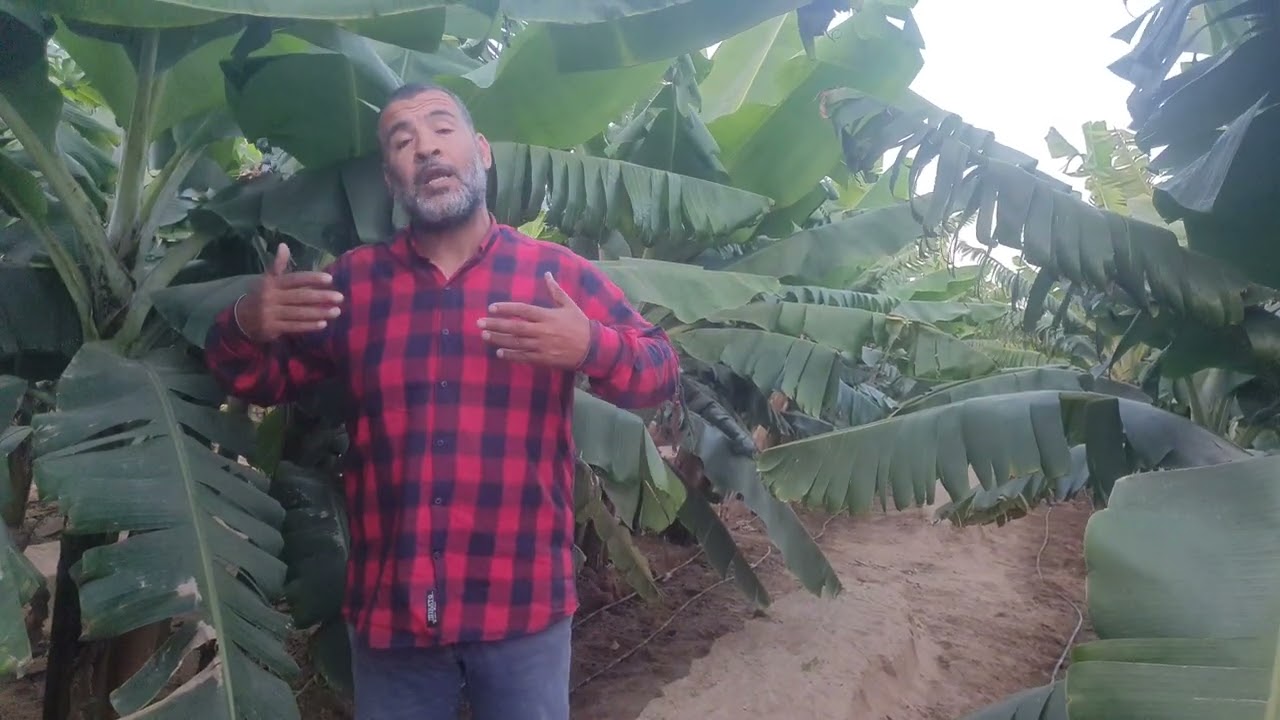 اهم الاعمال فى شهر مايو (٥) وبرنامج التسميد والرى لمزارع الموز