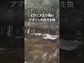 アマゾンに生息する意外な巨大生物 #アマゾン川 #危険生物