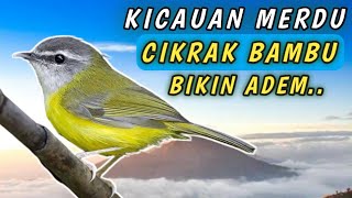 Kicauan Cikrak Bambu Merdu Bikin Adem