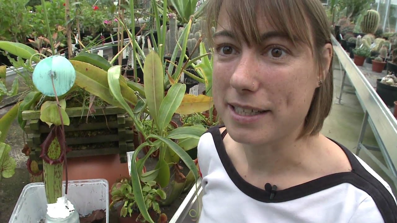 NANOYOU PART 2 - Nature's Nano