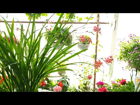 애기범부채 키워보세요(Flowering grass grow a flower) 애기범부채 키워보세요(Flowering grass grow a flower)