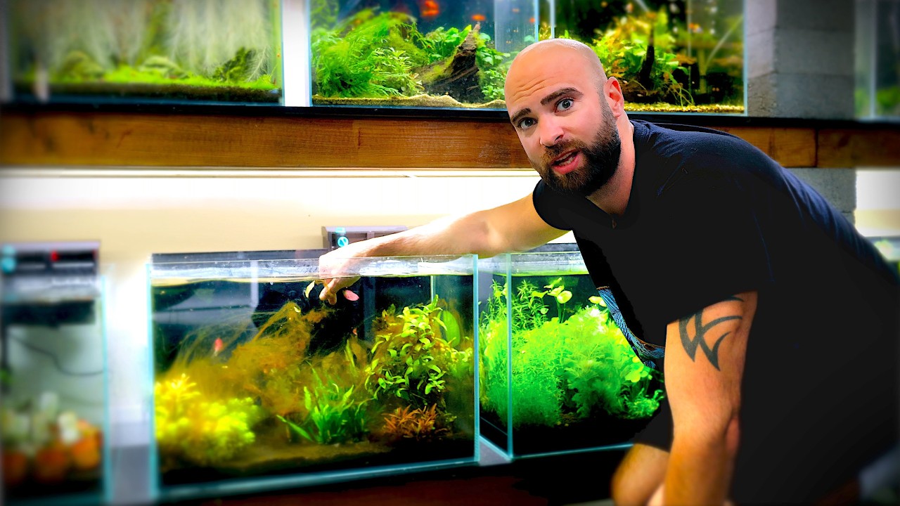 Diatoms & Melting Plants, Thriving Jungle Tank & Green Water Cure