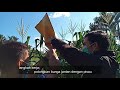 Cara Teknik Inbreeding persilangan tanaman jagung