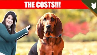 COST OF OWNING BASSET HOUND by Fenrir Basset Hound Show 877 views 2 years ago 8 minutes, 49 seconds