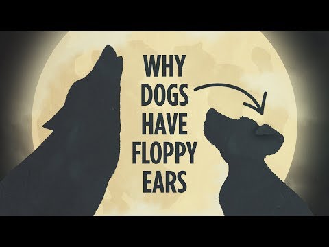 Why Dogs Have Floppy Ears: An Animated Tale