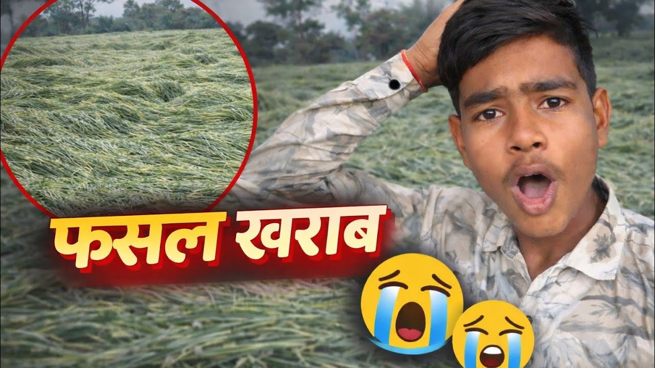हमारे खेत के पास वाले गेहूं गिर गये😱😭