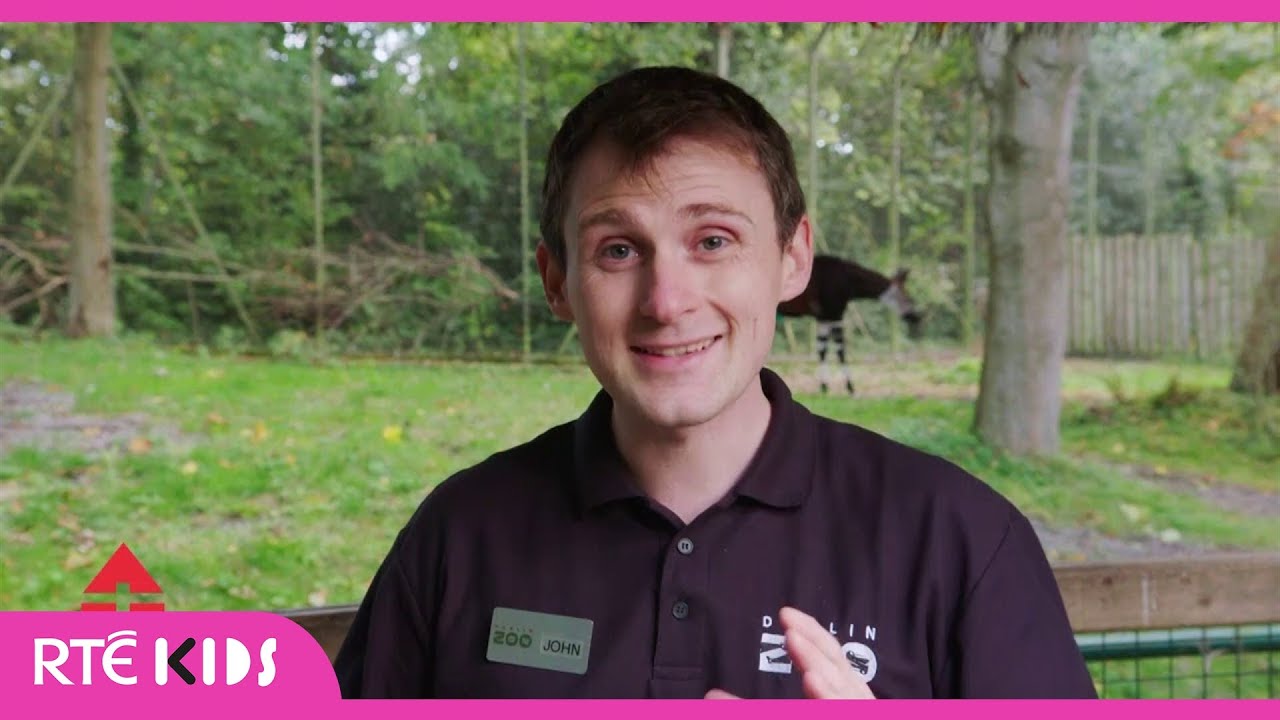 Dublin Zoo Okapi and Bongo | RTÉ After School Hub | @RTÉ Kids