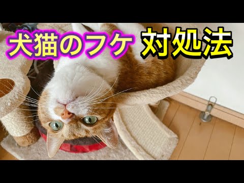 【犬猫のフケ】フケの原因は？自宅での対処法はあるの？