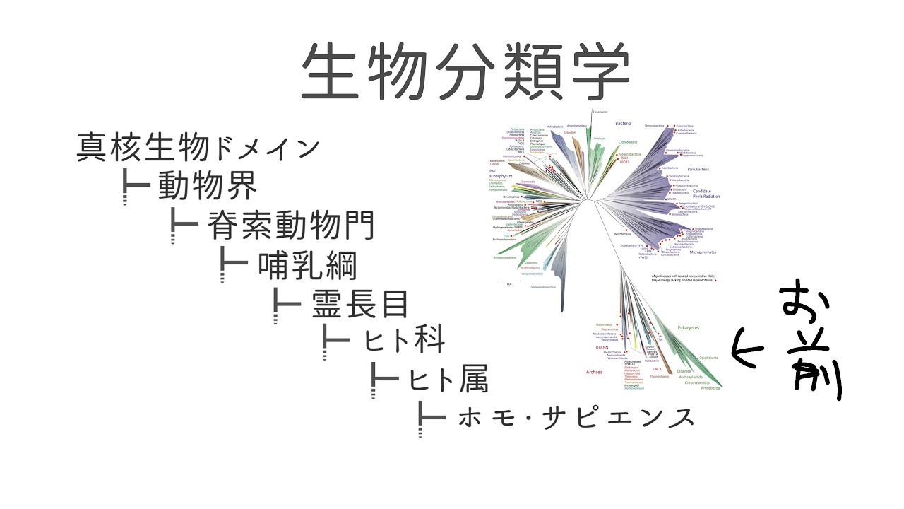 お前はどのように分類されているのか