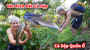 Cáo Ca - Dùng Kích Bắt Ổ Cá Sộp Dưới Rãnh Bèo || Hậu Cáo Bắt Cá