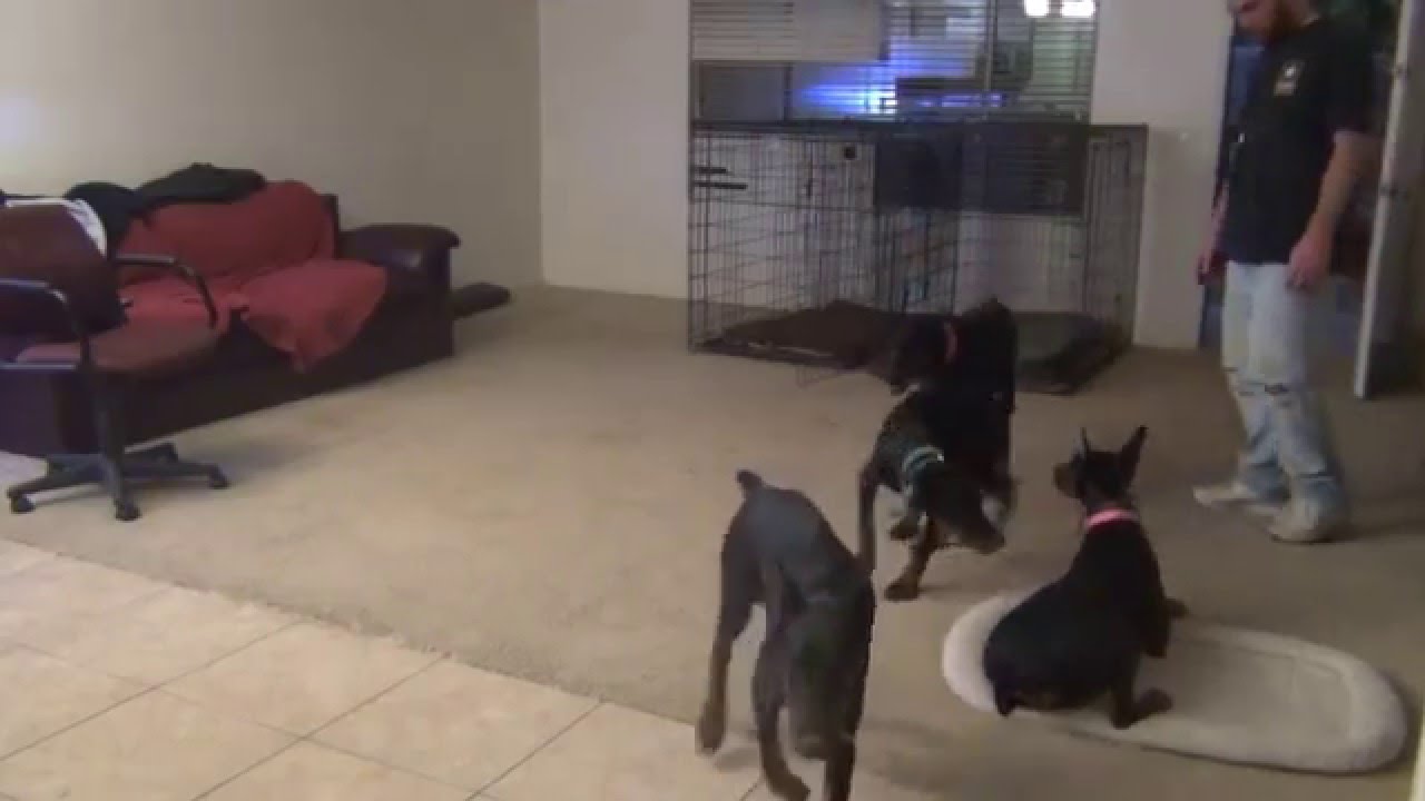 Doberman Pinscher, House Training, Puppies YouTube