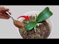 sprinkle a spoonful of this powder! The rotten orchid immediately revived