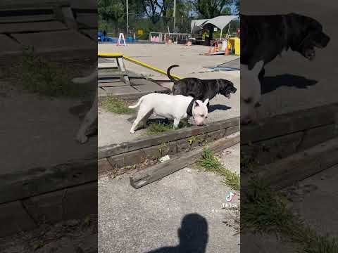 Aggressive bull terrier ATTACK!