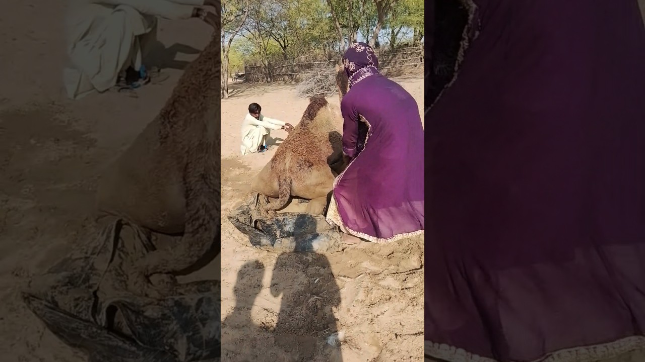 جمال الطبيعة في الصحراء 🌿🐪صحراء#