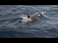 【正點旅遊】傑拉許海峽（Gerlache Strait）的殺人鯨群（Orca）