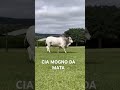 CIA MOGNO DA MATA( omega x c0085) Nelore Ceip #fazendadamata #neloreceip