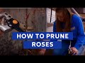 How to Prune Roses to Protect Them From Diseases