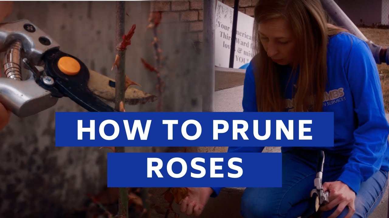 How to Prune Roses to Protect Them From Diseases YouTube