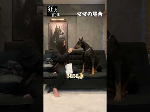 可愛げのないドーベルマン