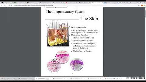 Biol 253 The Integumentary System Zoom Video