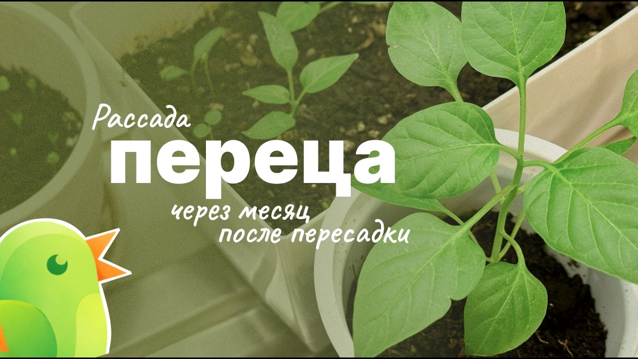 Рассада перца через месяц после пересадки | Прищипка перца и рост рассады