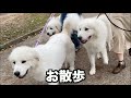 大型犬いっぱいで緑地散歩♪