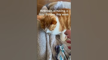 MrBrown is having a lazy Sunday this week #cat #prettycat #cute #pets #shorts #cutecat #catvideos