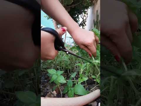 تراپی ریحان چیدن ارامش در طبیعت طبیعت را به خانه بیاوریم آرامش