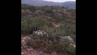 Şükrü Moray Zazaca Aya keyna mırbi Derdo