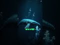The Mystery of the 52 Hertz Whale #52HertzWhale #LoneliestWhale #OceanMystery
