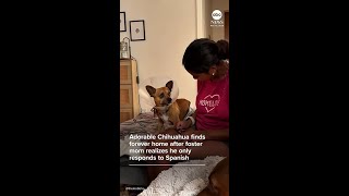 Chihuahua finds forever home after foster mom realizes he only responds to Spanish