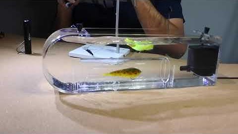 Flymen Fly Tester