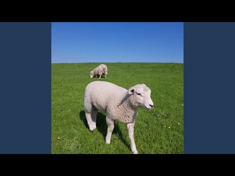 Wunder sind überall