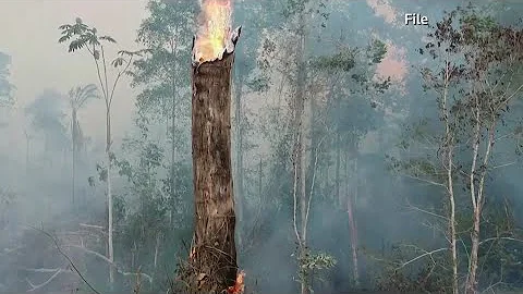 Deforestation in Brazil's Amazon surges sharply in April